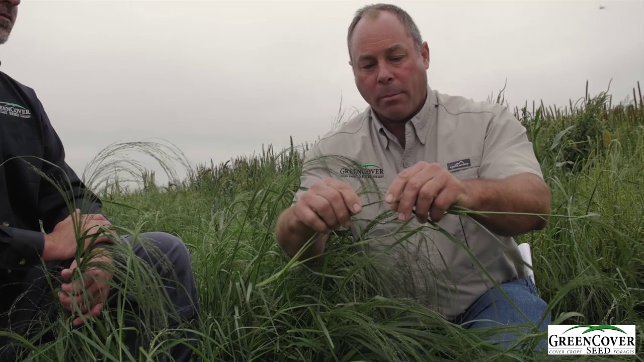 Teff Grass Cover Crop | Test Plot Summer 2016