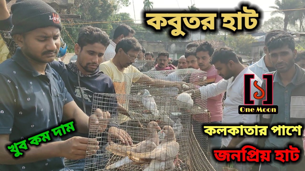 Uluberia pet market | Current Exotic Pigeon's Price Update at Uluberia 24/02/2024 Visit | One Moon