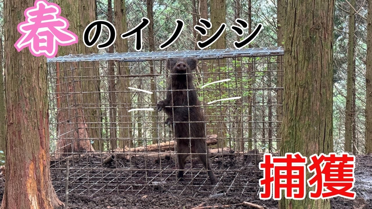 春は箱罠！くるりんぱトリガーを使ってイノシシを捕獲！