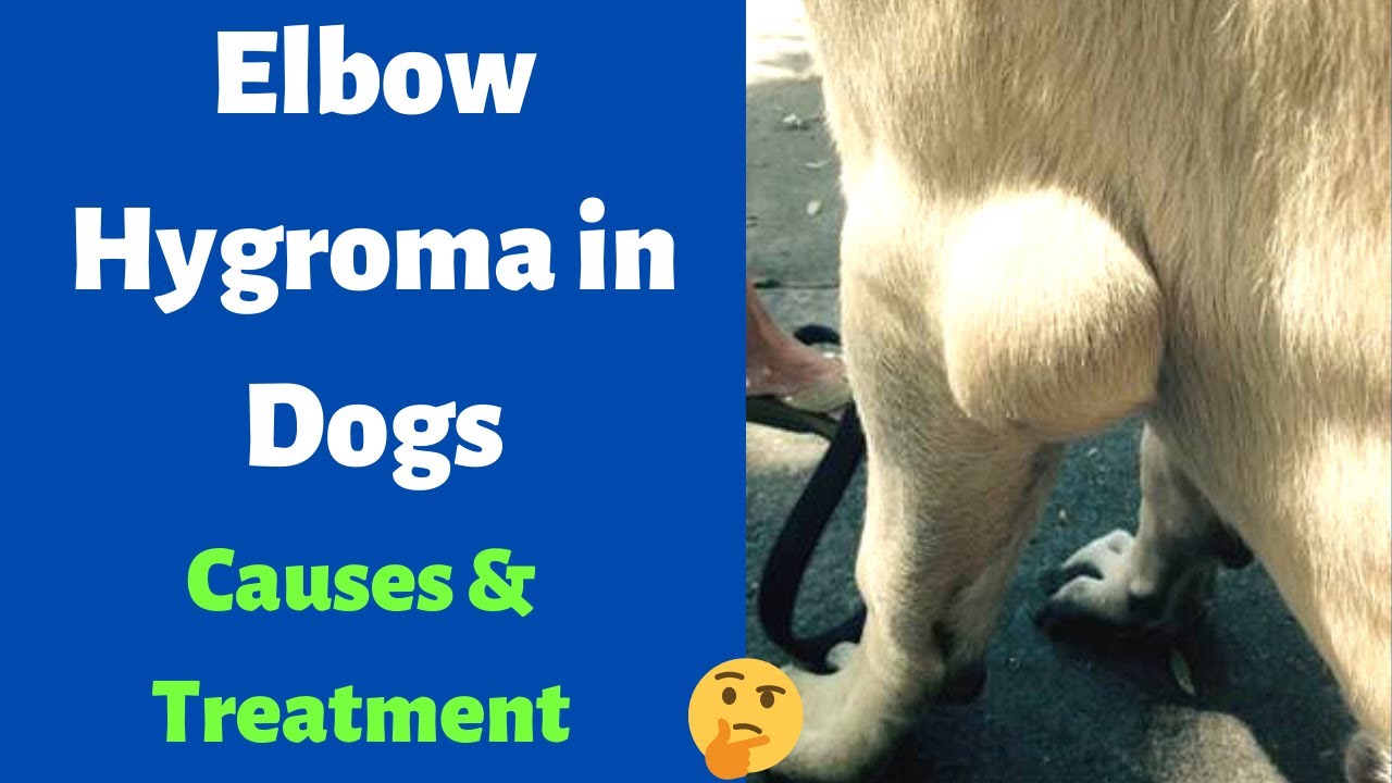 How to Treat Elbow Hygroma in Dogs? Causes of Elbow Hygroma in Dogs