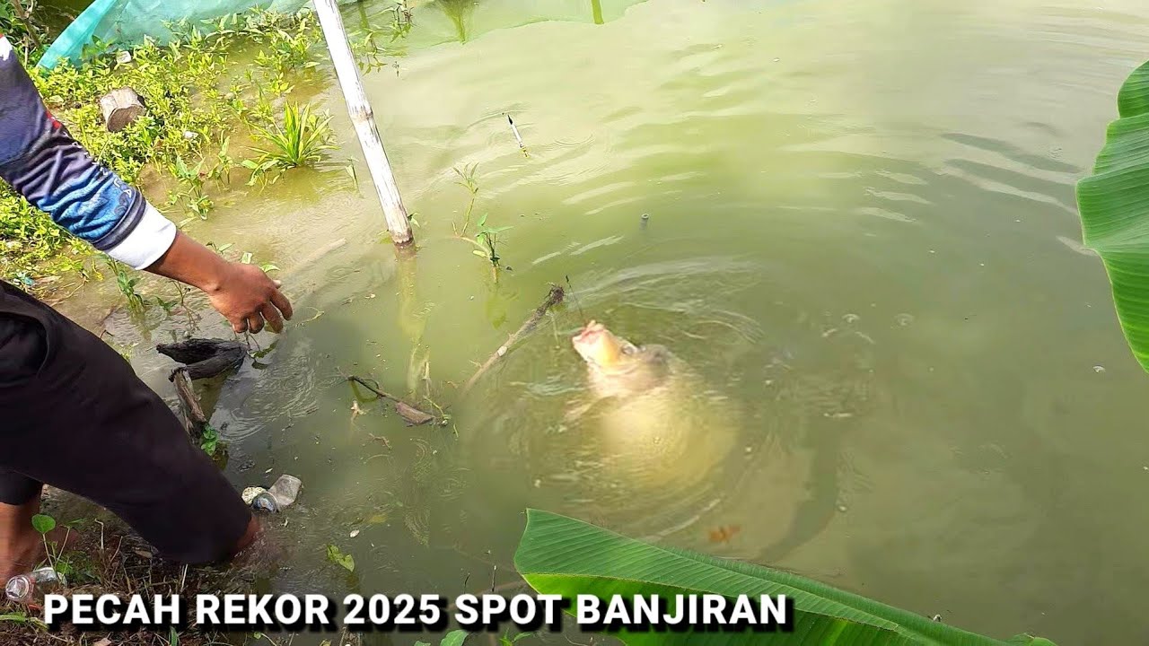 PECAH REKOR 2025.. Indukan ikan mas monster  bikin kelabakan pemancing