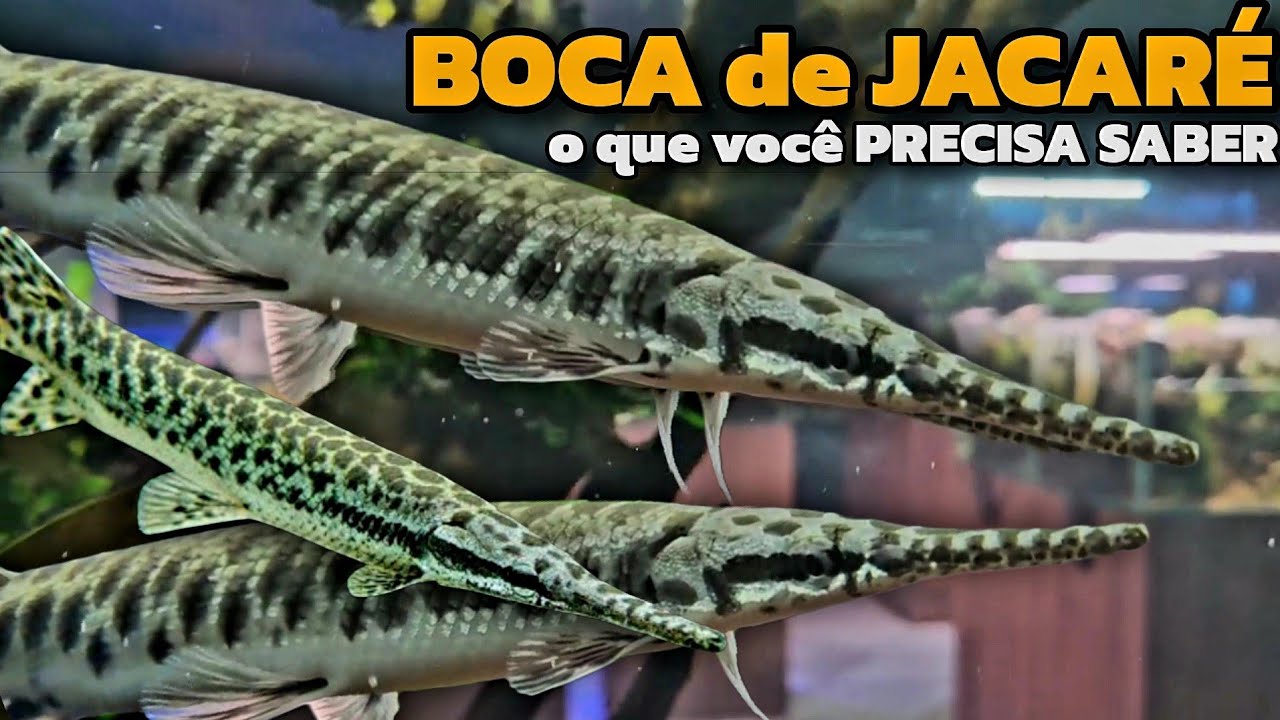 O QUE VOCÊ PRECISA SABER SOBRE O BOCA DE JACARÉ - LEPISOSTEUS OCULATUS