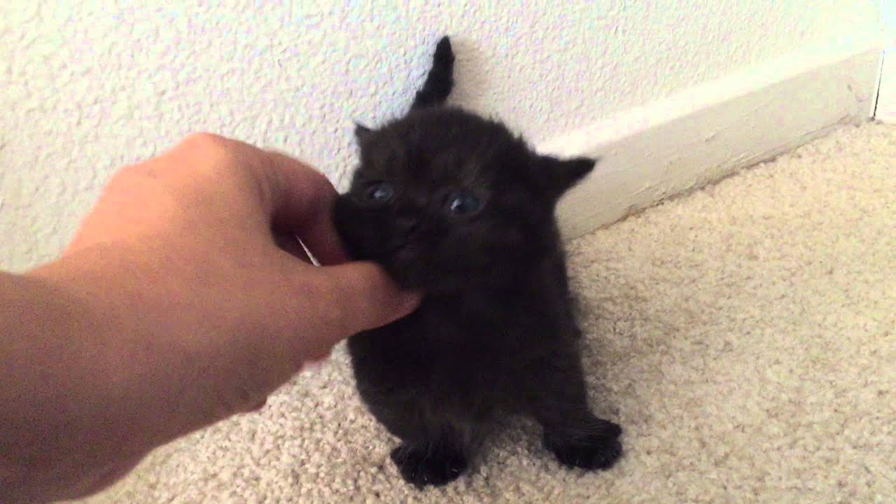Pocket and teacup exotic persian kittens | Pocket Cats / Teacup Cats. USA #1 Breeder Purrxotics
