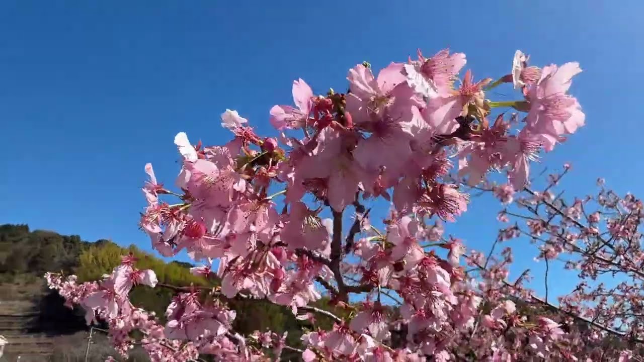 【静岡市】麻機遊水さくら、芽吹き始め 2026.2.26