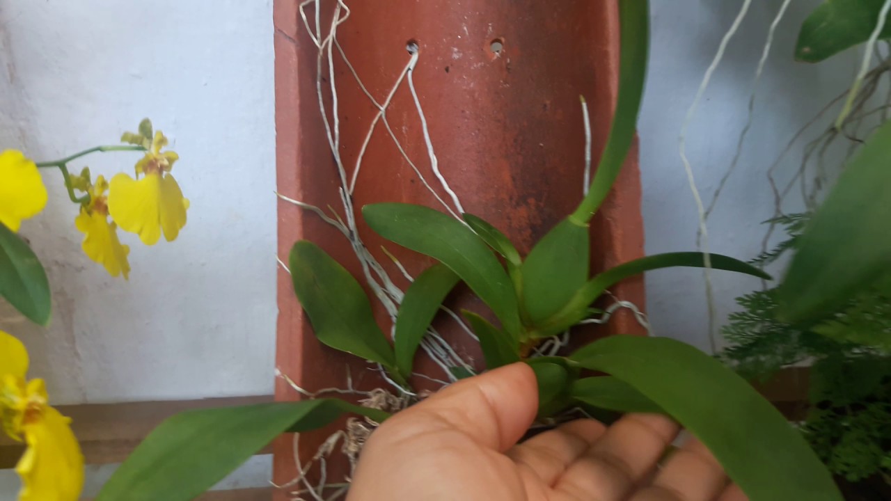 Oncidium Aloha de Casa nova e Cultivo na Telha