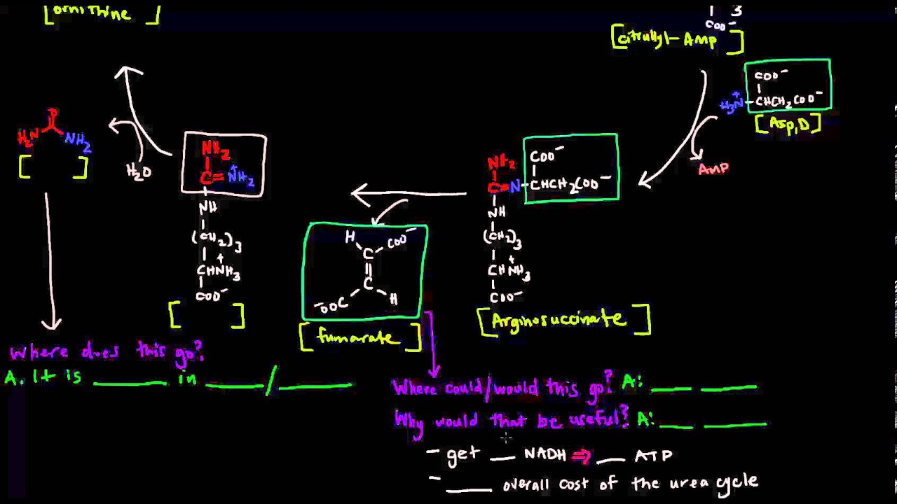 Urea Cycle (Part 2 of 5) - Details