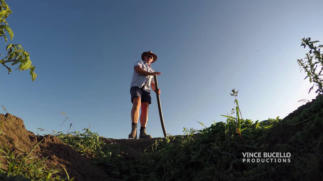 Southern Cotton - thinking of converting to cotton video