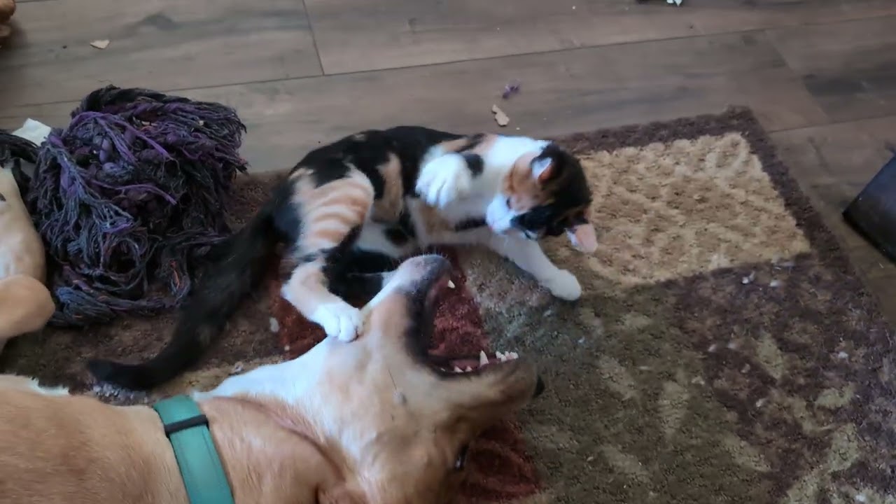 Kitty & Penny