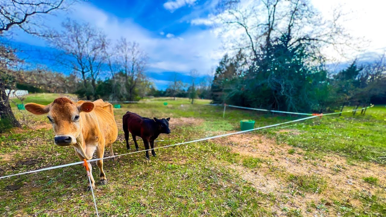 Rotational Grazing Cattle on Small Acreage