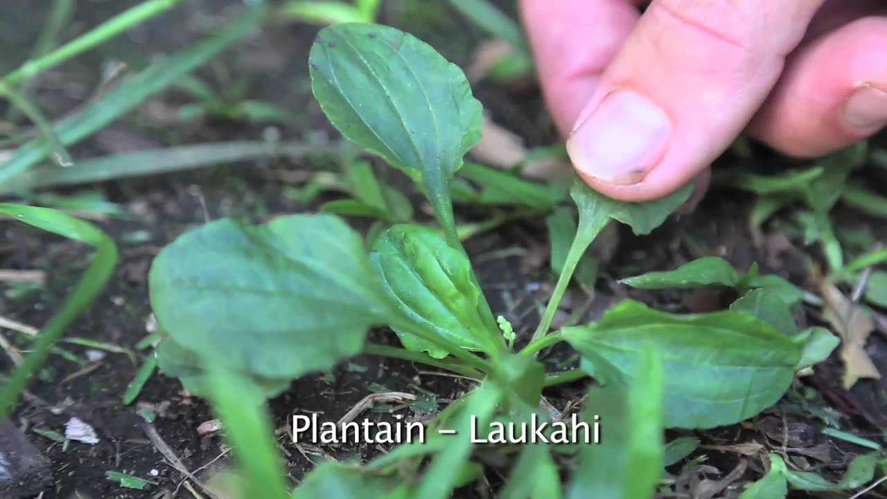 La'au Lapa'au - Hawaiian Plant Medicine - by Paul Izak  (ft.Tubby Love and Kevin Holder)
