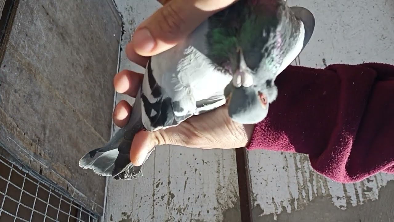 خطأ فادح🥵😭الحمام الضائع من أسباب التنقل السريع للعدوة 🤔الأدوية المناسبة لمحاربة هدا الداء المميت