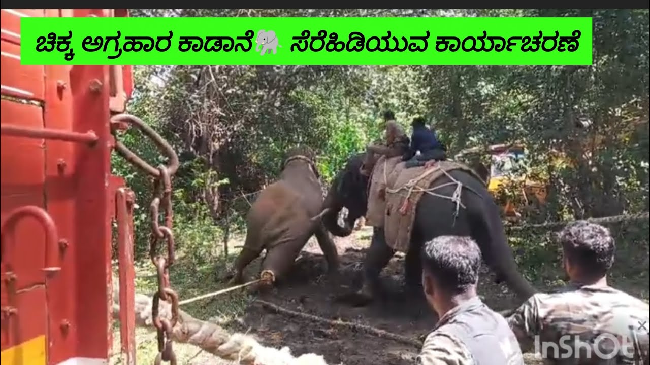 🐘 ಕಾಡಾನೆ ಯಶಸ್ವಿ ಕಾರ್ಯಾಚರಣೆ in ಚಿಕ್ಕ ಅಗ್ರಹಾರ
