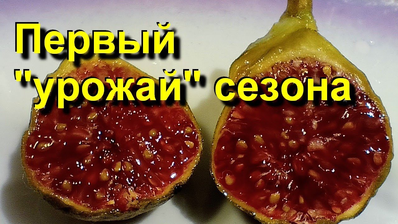 Инжир. Первый 