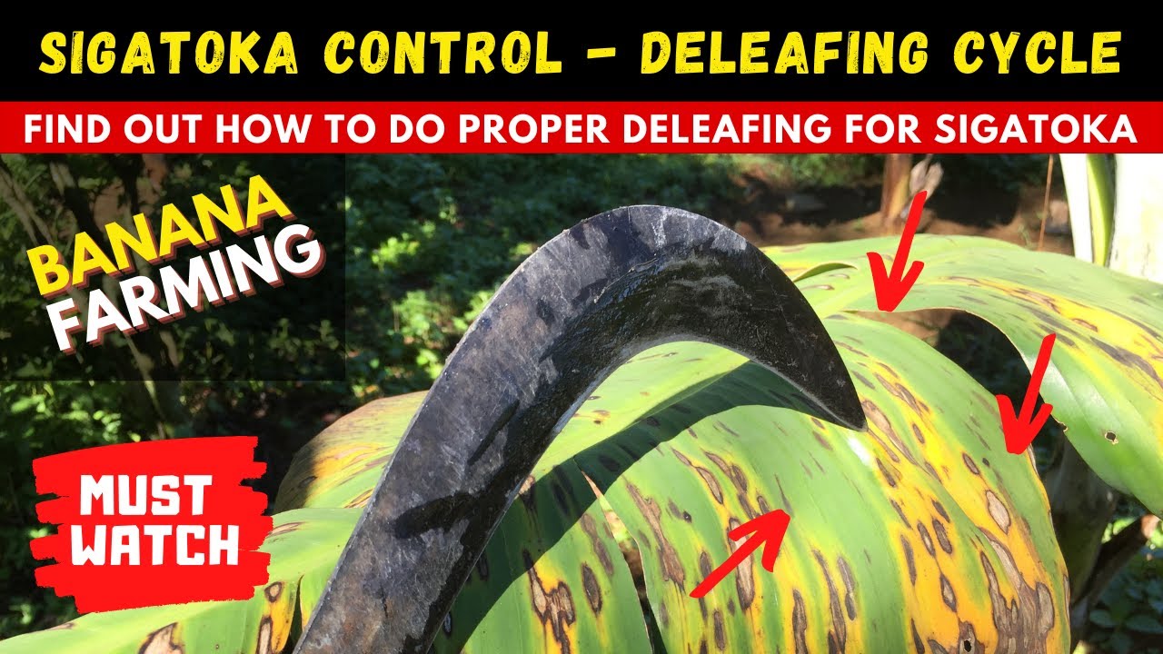 DO NOT SPRAY FUNGICIDE WITHOUT WATCHING THIS : Effective Sigatoka Control - Deleafing