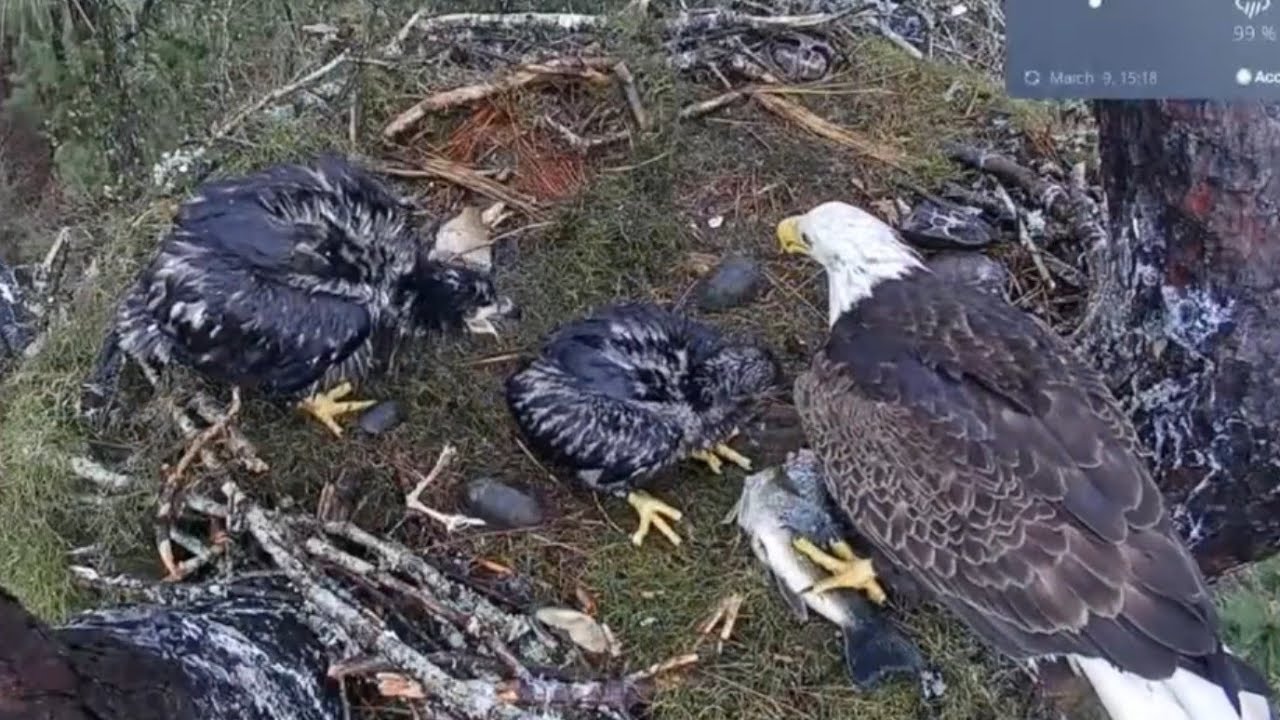 Mom brings big fish, she takes old fish and feeds the babies | Kisatchie National Forest E-1 | Mar 9