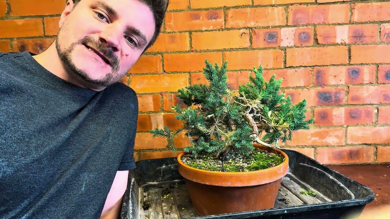 Common Juniper Bonsai | Branch Selection, Ramification & Managing Juvenile Foliage - 2025