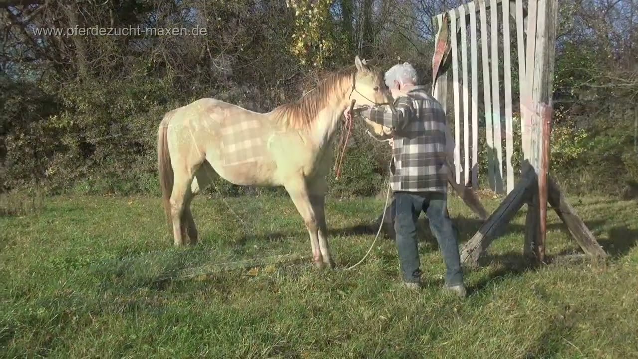 IVO Hindernisparcours