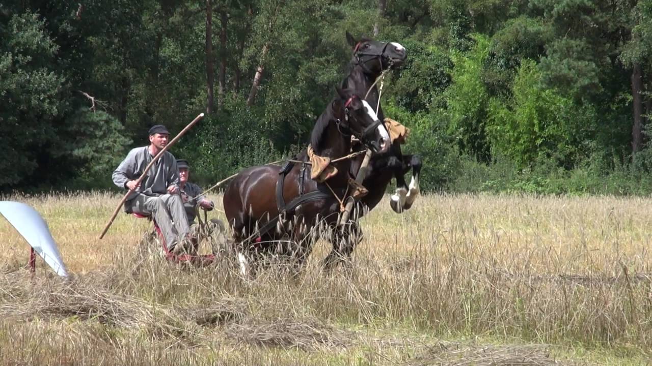 Oogstdag Leusden 2016