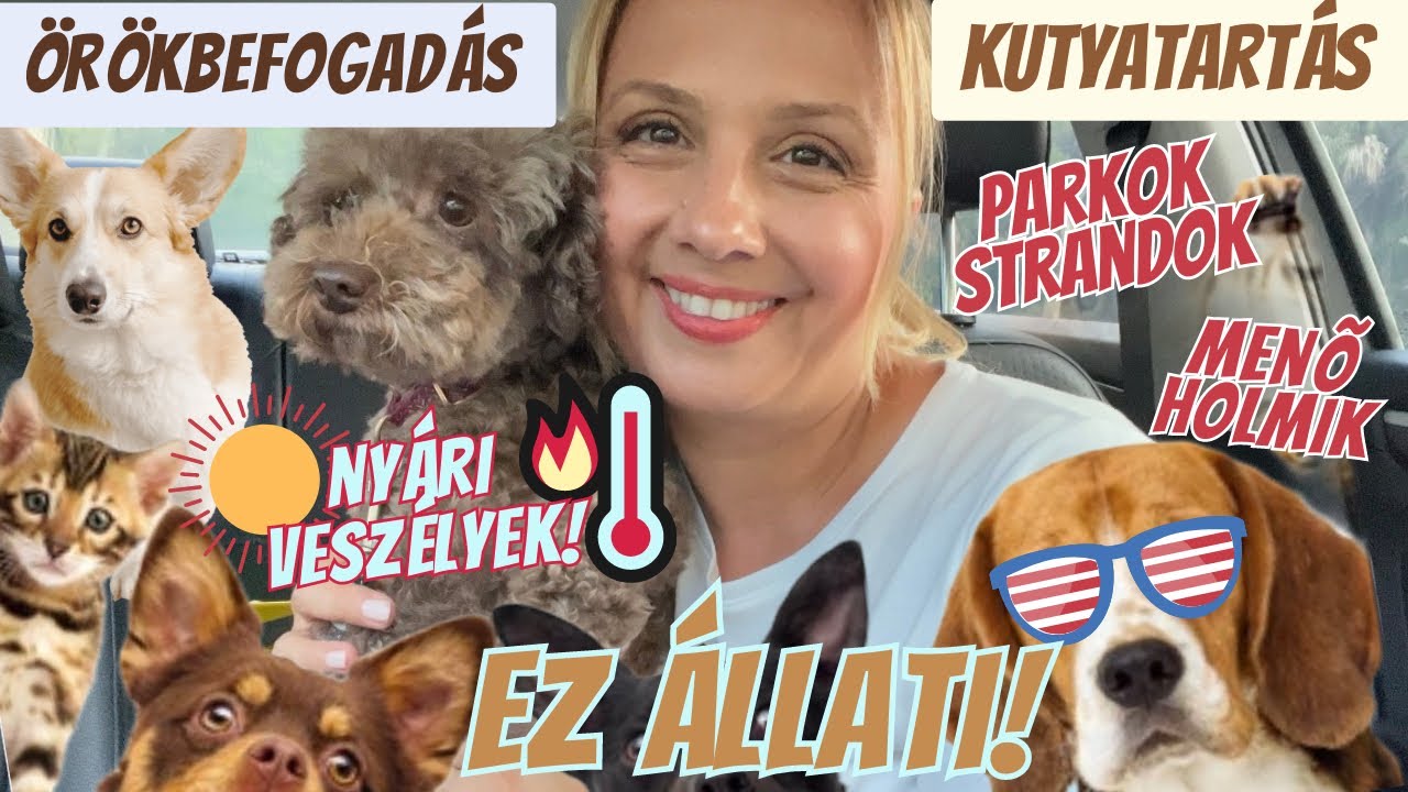 ÁLLATIMÁDAT az USA-ban! KUTYATARTÁS - MACSKA ÖRÖKBEFOGADÁS! SHOPOK - STRANDOK - SZABÁLYOK!