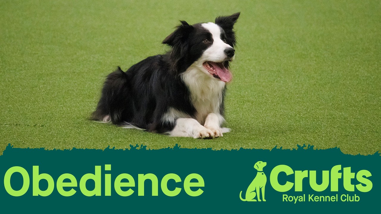 Obedience Day 4 LIVE | Bitch Obedience Championship | Crufts 2026