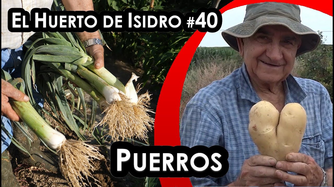El huerto de Isidro #40. Puerros
