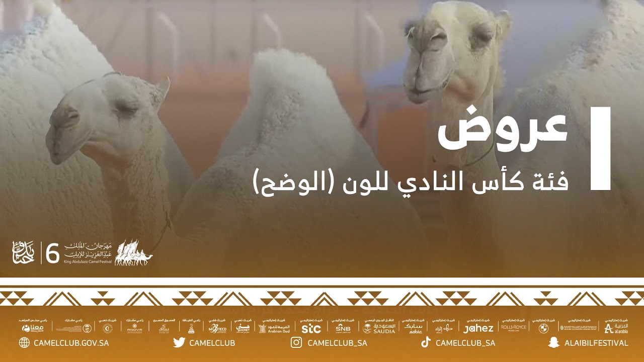 📹 عروض فئة كأس النادي للون ( الوضح ) ضمن مسابقات #مهرجان_الملك_عبدالعزيز_للإبل6