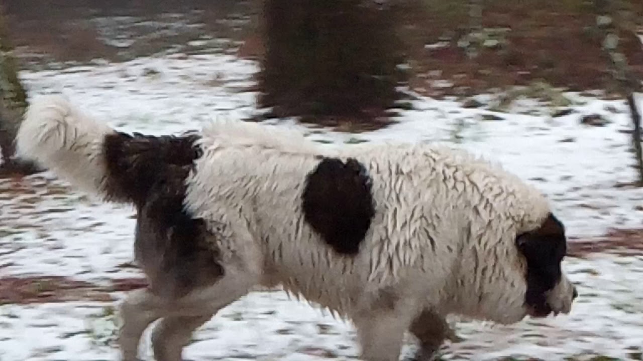 Mastin del Pirineo (por montes y valles 2)