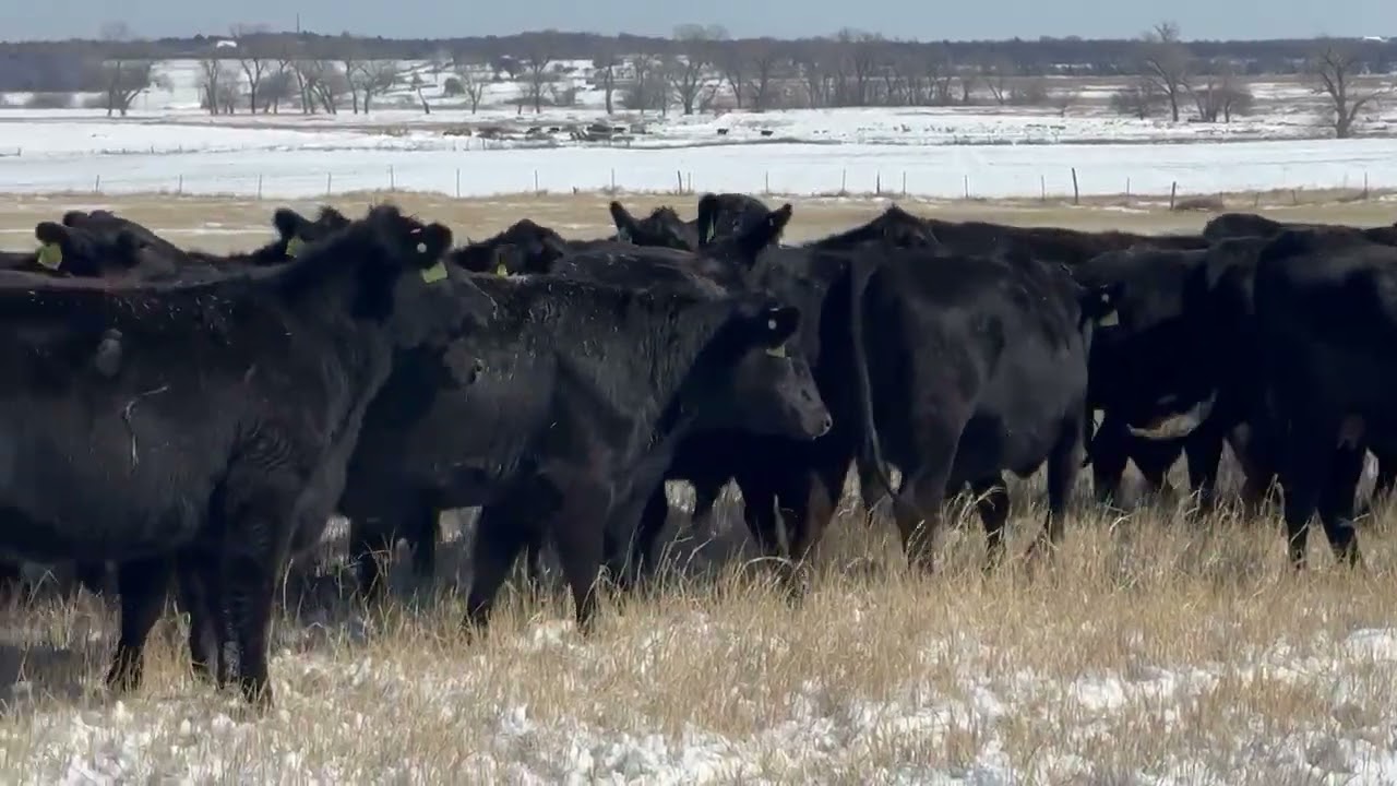 The Cattle Range Listing 