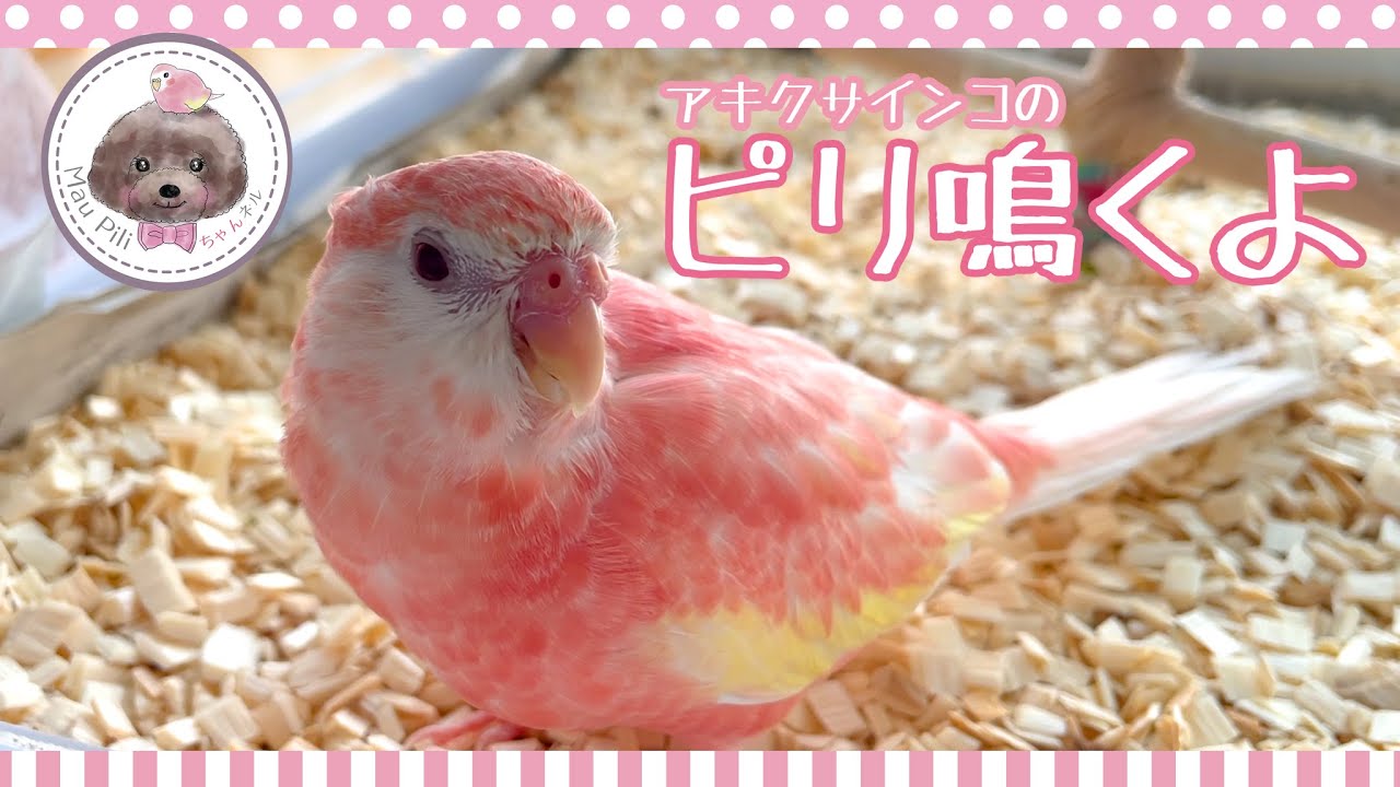 アキクサインコのピリ鳴きます