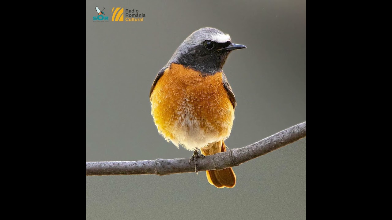 Codroș de pădure/ Minutul de natură/ Orașul vorbește la RRC