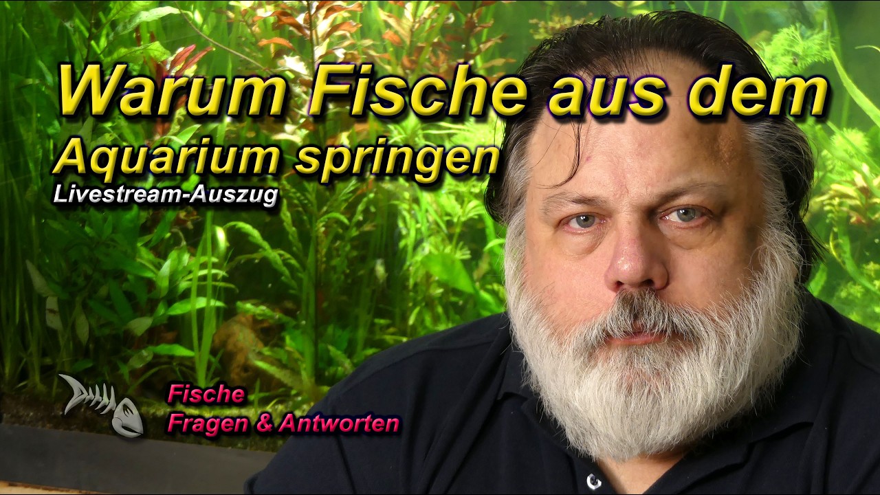 Warum FISCHE manchmal AUS DEM AQUARIUM SPRINGEN