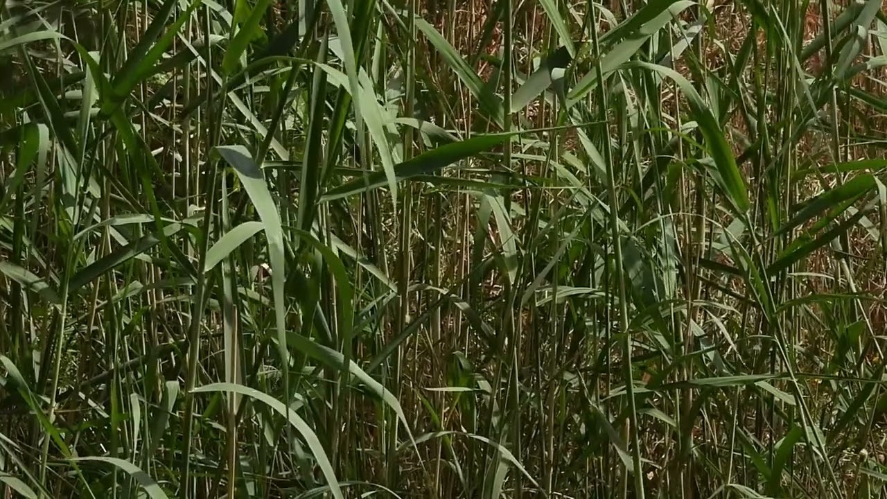 Common Reed Warbler, Тростниковая Камышовка, &Kappa;&alpha;&lambda;&alpha;&mu;&omicron;&pi;&omicron;&tau;&alpha;&mu;ί&delta;&alpha;, Acrocephalus scirpaceus
