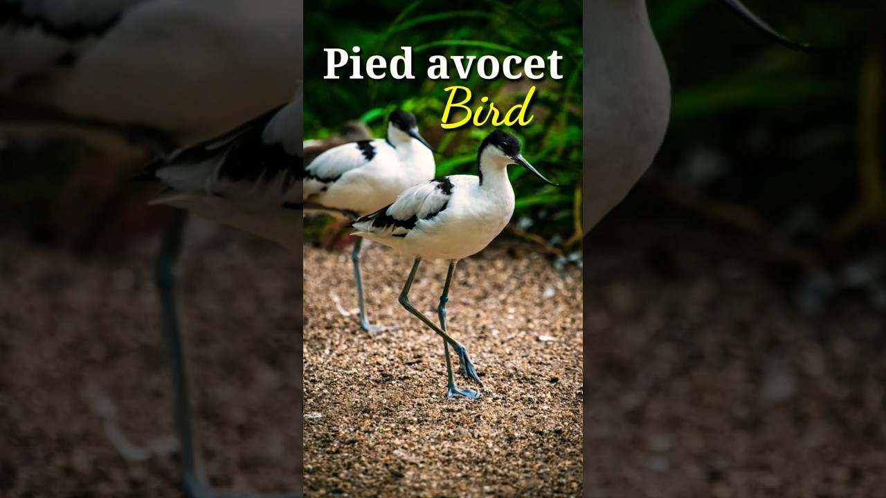 Pied avocet | Pied avocet sound #bird #nature