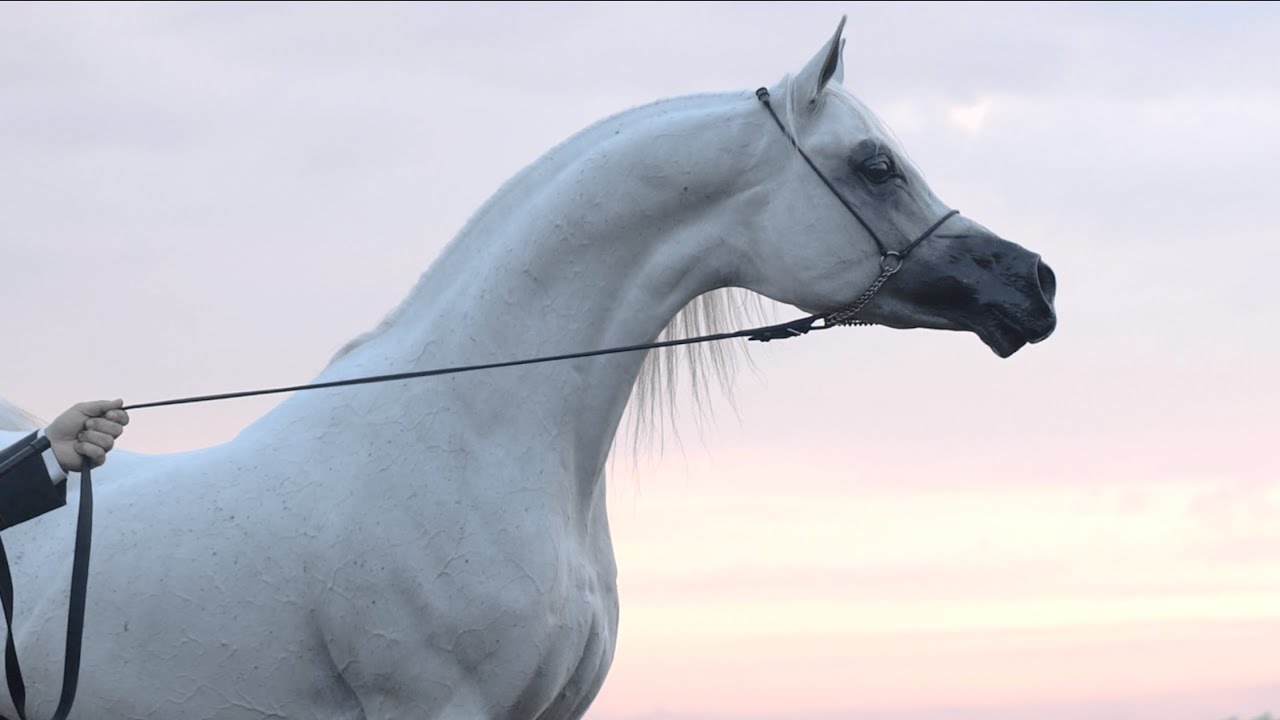 ⚜️ KABSZTAD ⚜️⁣ (Poganin x Kwestura, by Monogramm)⁣, 2022 PRIDE OF POLAND