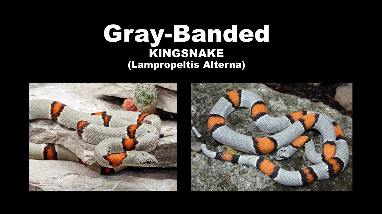 Don Corbin on the Grey-Banded Kingsnake - May, 2022 Monthly Meeting