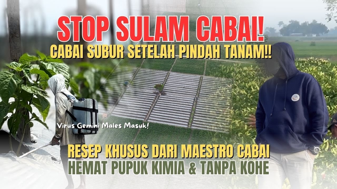 TANAM CABAI DATARAN RENDAH RAWAN GAGAL? CARA MENYUBURKAN CABAI FASE VEGETATIF ALA SENIMAN PERTANIAN!