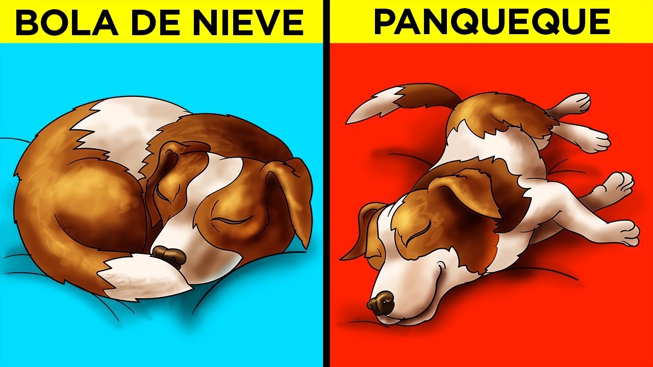 Lo Que Revela La Posición De Sueño De Tu Perro Sobre El