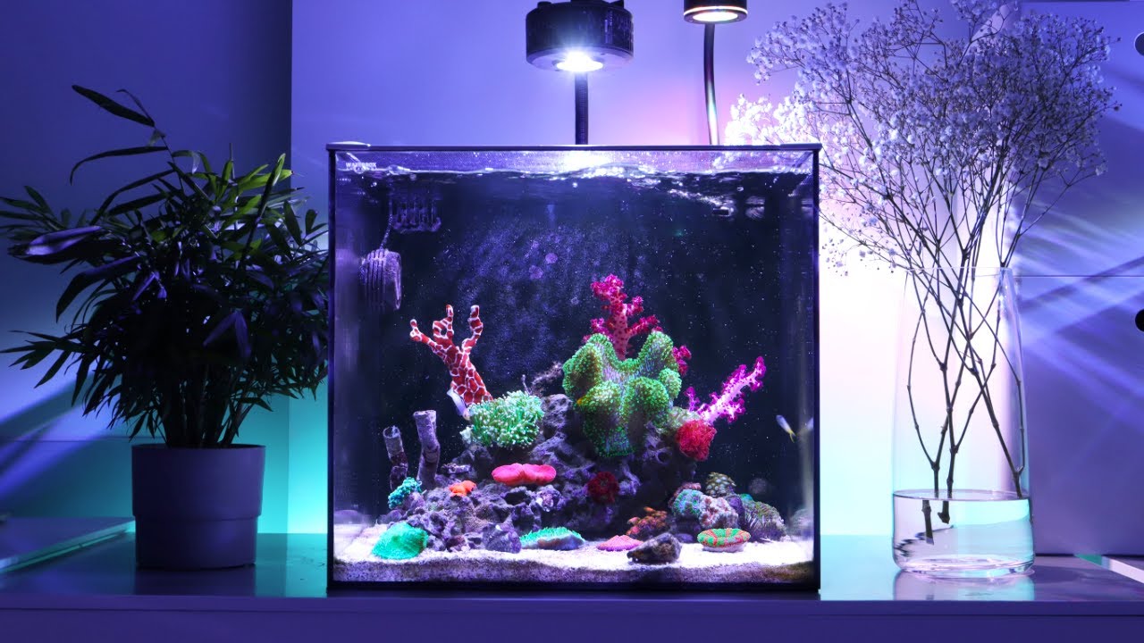 11 Months Update - Adding New Corals & Setting-Up Mangrove Light | Blue Reef Tank