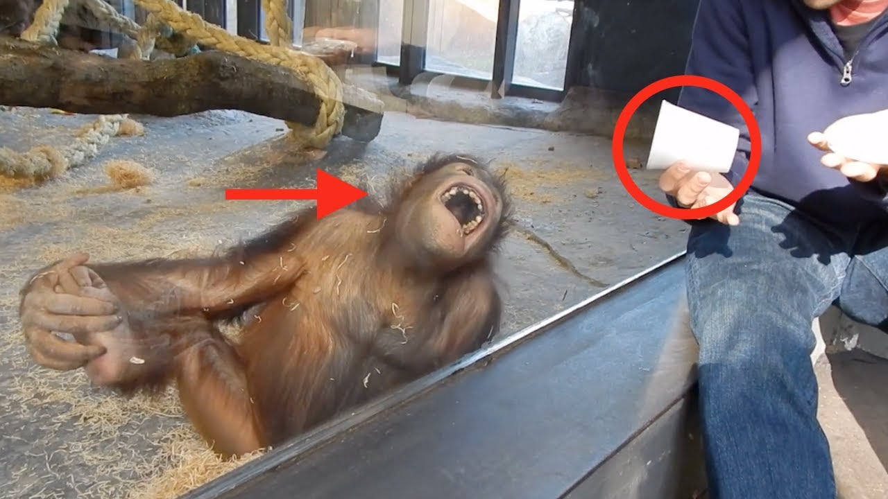 3 krasse Zaubertricks f&uuml;r Affen