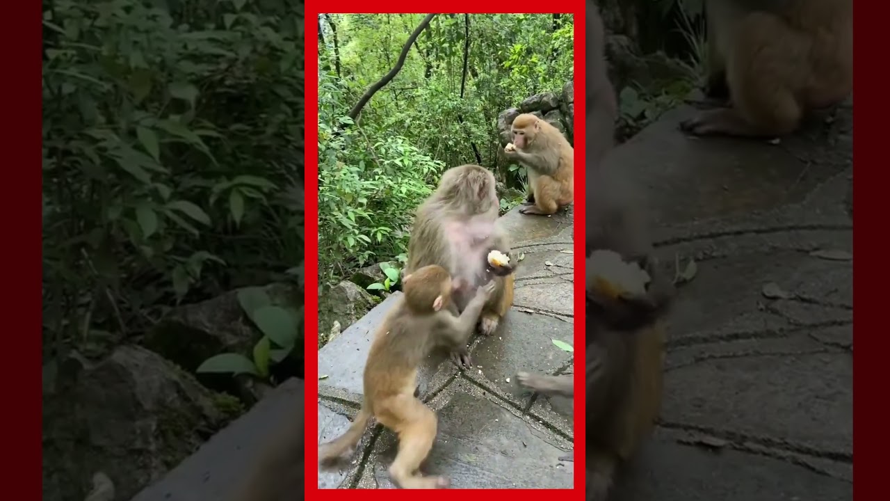 Monkey taking launch _ baby monkey dragging the food | monkey family, #shorts