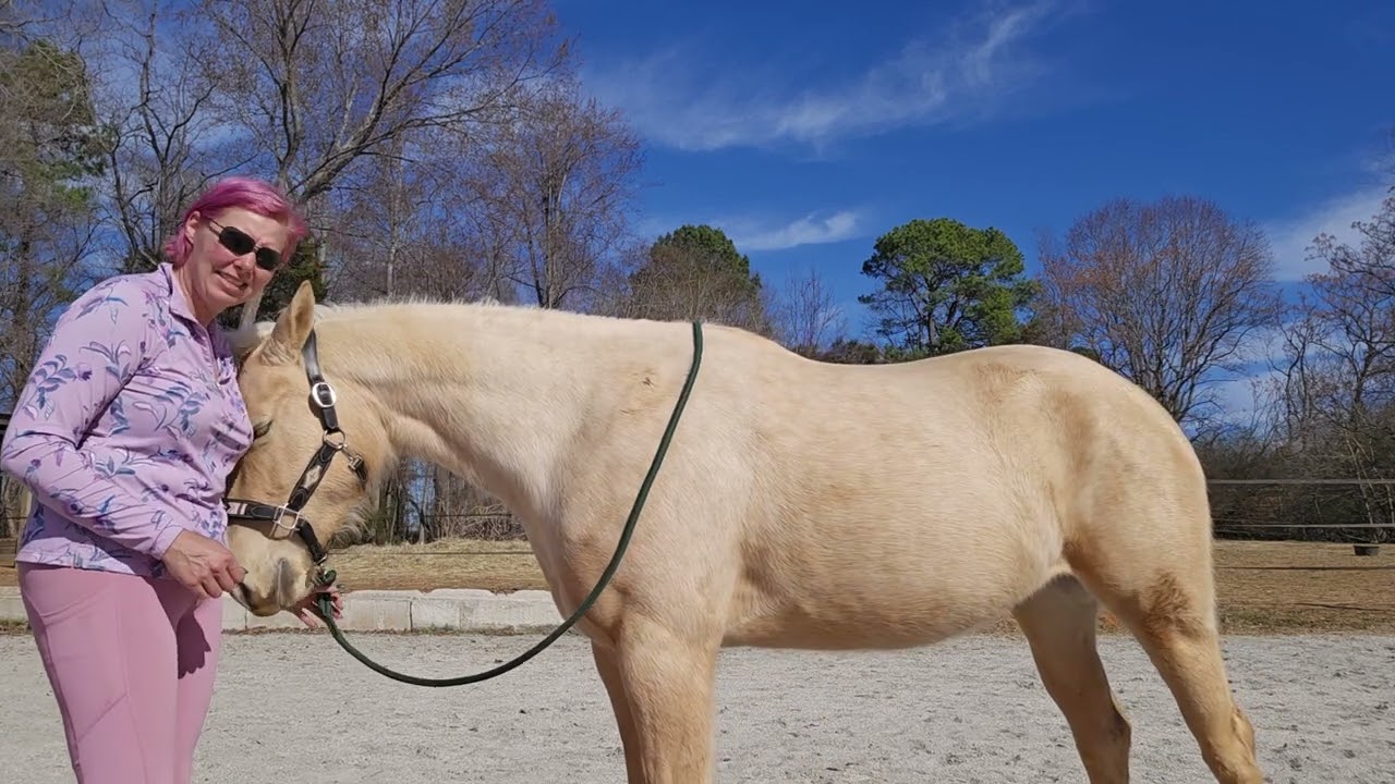 Activating your horse's thoracic sling. Exercises anyone can do for any horse 😊