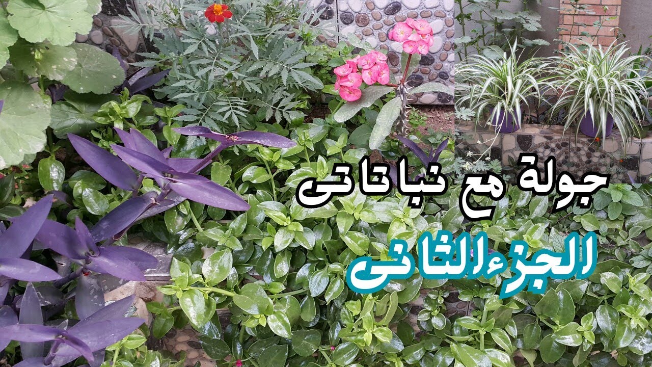 جولة فى حديقتى الجزء الثانى ،  Garden Taur part 2