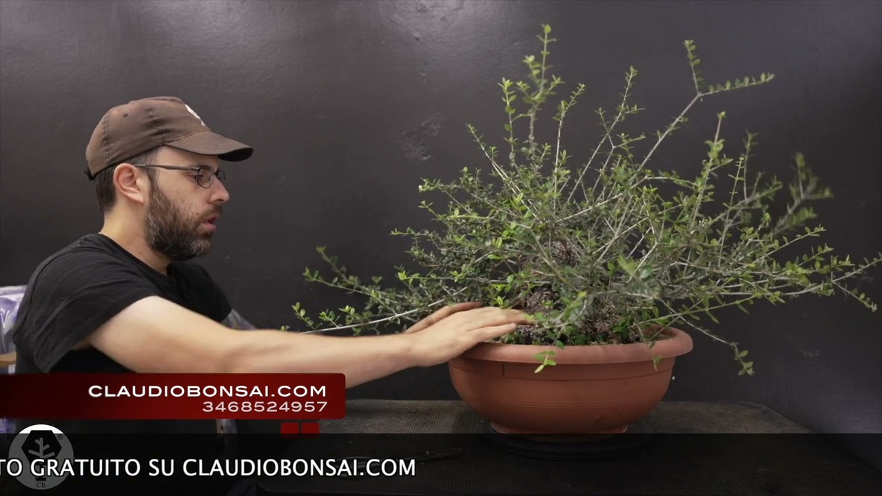 IMPOSTAZIONE BONSAI STILE SEMICASCATA