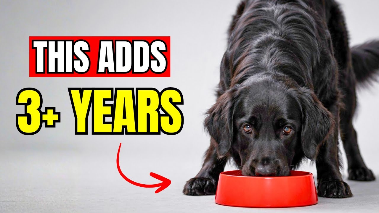 9 Super Foods That Can Add YEARS to Your Dog’s Life!