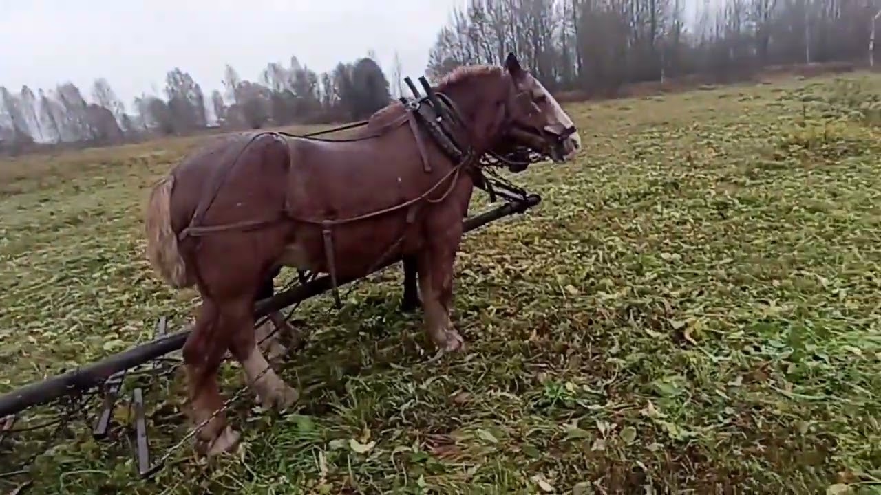 Косим оттаву на корм скоту. 
