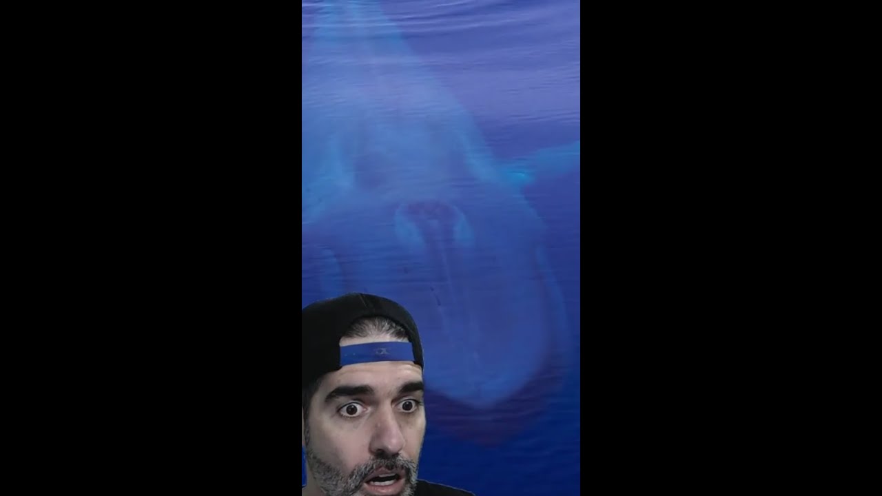 CURIOSIDADES sobre o MAIOR ANIMAL da Terra - BALEIA-AZUL | Pidobiologia