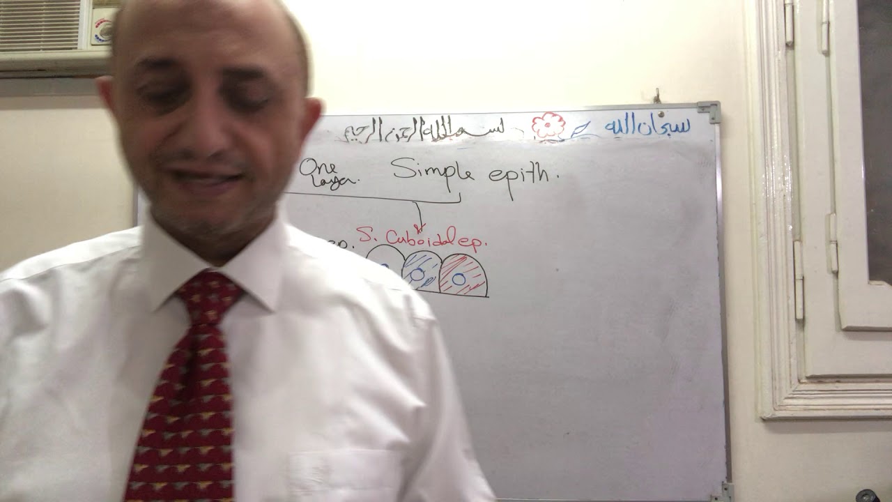 Epithelial tissues surface Epith.