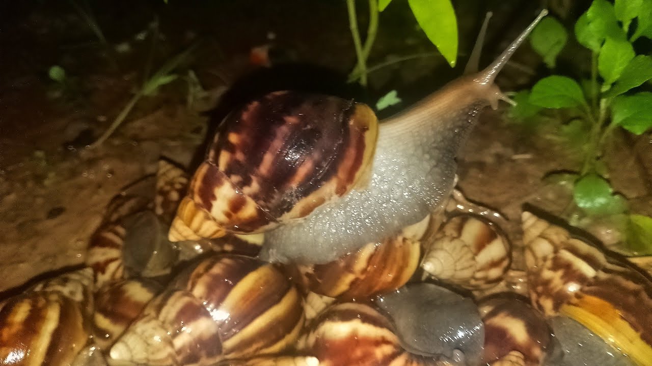 I collected many snails near my house in the forest.
