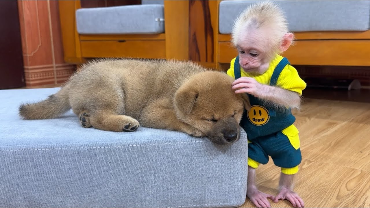 Let's see how the baby monkey and the puppy live together in harmony.