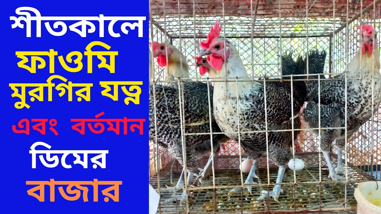 শীতে ফাওমি মুরগি পালনে যা জানতেই হবে | আজকের ফাওমি ডিমের দাম